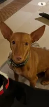 pet-image