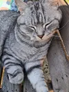 pet-image
