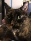 pet-image