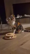 pet-image
