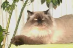 pet-image