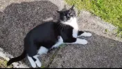 pet-image
