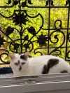 pet-image