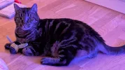 pet-image