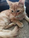 pet-image