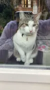 pet-image