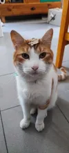 pet-image