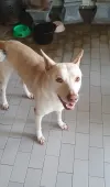 pet-image