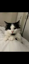 pet-image