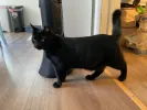 pet-image