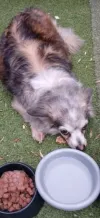 pet-image