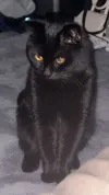 pet-image