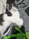 pet-image