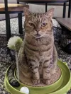 pet-image