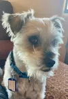 pet-image