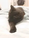 pet-image