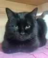 pet-image