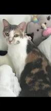 pet-image