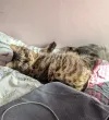 pet-image