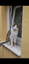 pet-image