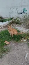 pet-image