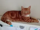 pet-image