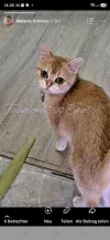 pet-image