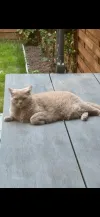 pet-image