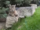 pet-image