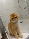 pet-image