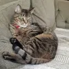 pet-image