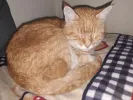 pet-image