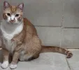 pet-image
