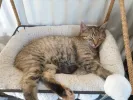 pet-image