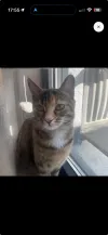 pet-image