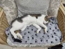 pet-image