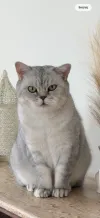 pet-image