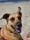 pet-image