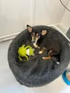 pet-image