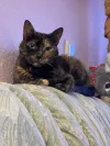 pet-image