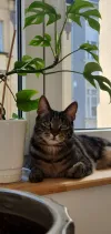 pet-image