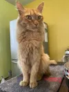 pet-image
