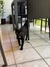 pet-image