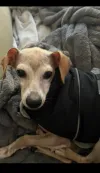 pet-image
