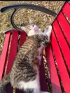 pet-image