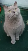 pet-image