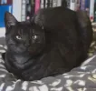 pet-image