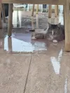 pet-image