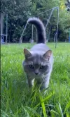 pet-image