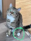 pet-image